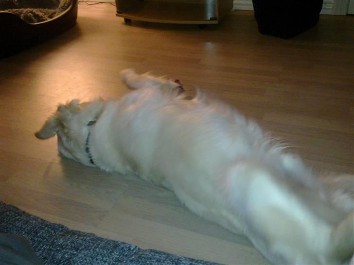 Golden retriever Woodstar Tilo billede 17