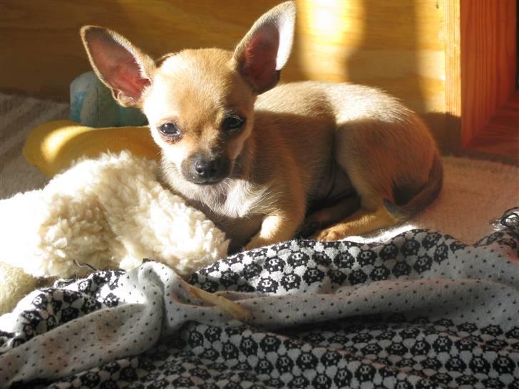 Chihuahua Eddie billede 15