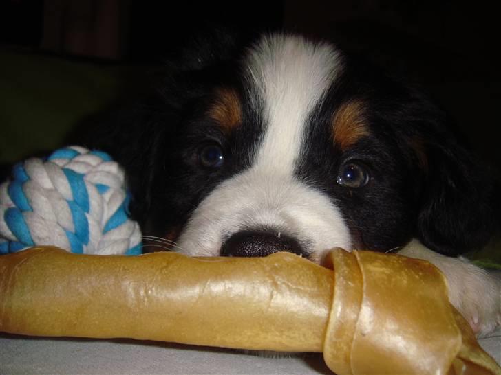 Berner sennenhund Lucas - Jeg elsker bare mit tyggeben, og min reb bold. 8 uger. billede 2