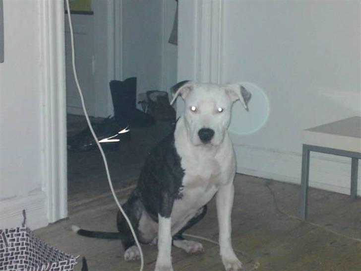 Amerikansk staffordshire terrier Gucci billede 1