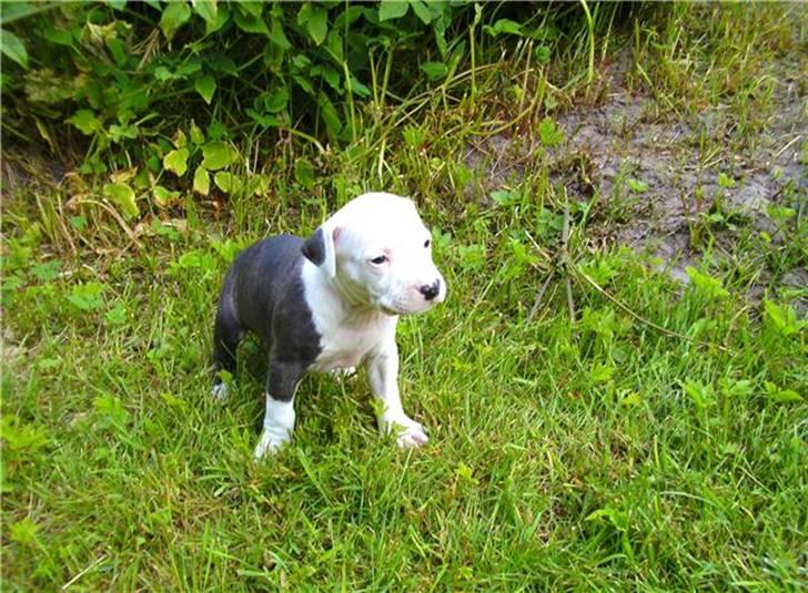 Amerikansk staffordshire terrier Gucci billede 2