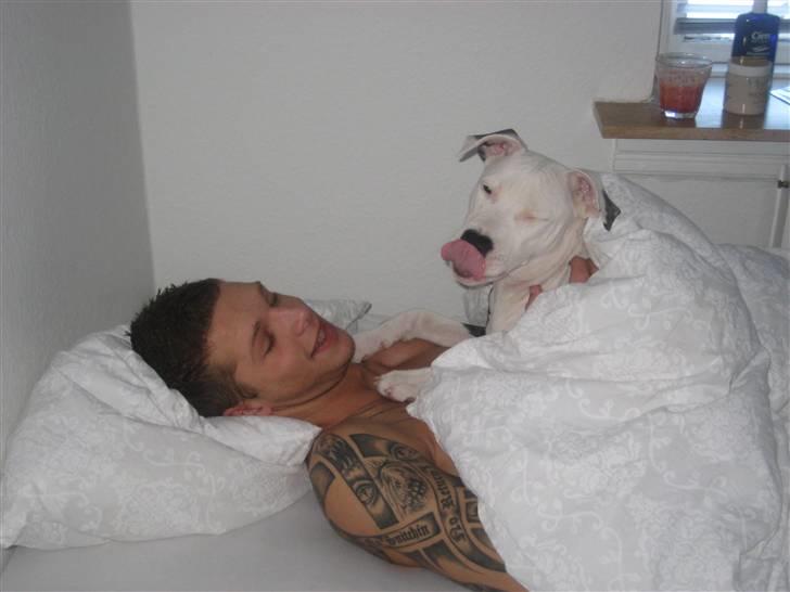 Amerikansk staffordshire terrier Gucci billede 3