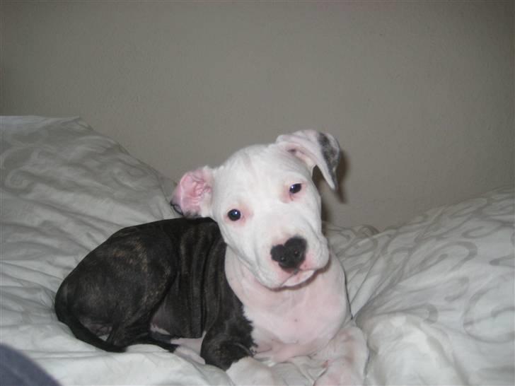Amerikansk staffordshire terrier Gucci billede 4