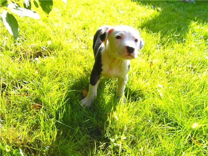 Amerikansk staffordshire terrier Gucci billede 5