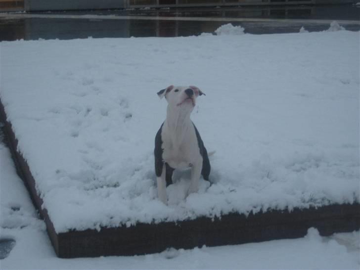 Amerikansk staffordshire terrier Gucci billede 6