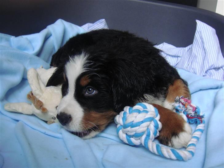 Berner sennenhund Lucas - Jeg har lige været i bad, og er smadder våd. Men nu er jeg total lækker, og klar til at lege med mit økologiske æsel og reb bolden.  billede 3