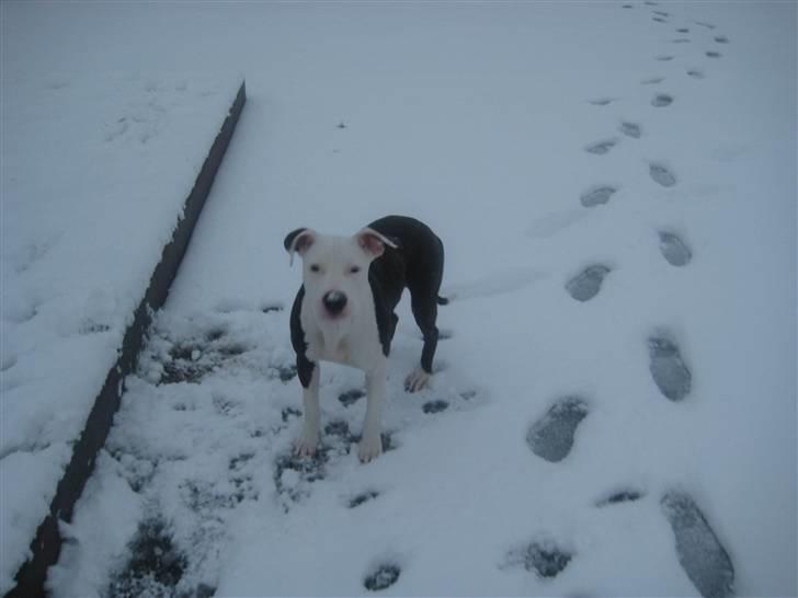 Amerikansk staffordshire terrier Gucci billede 7