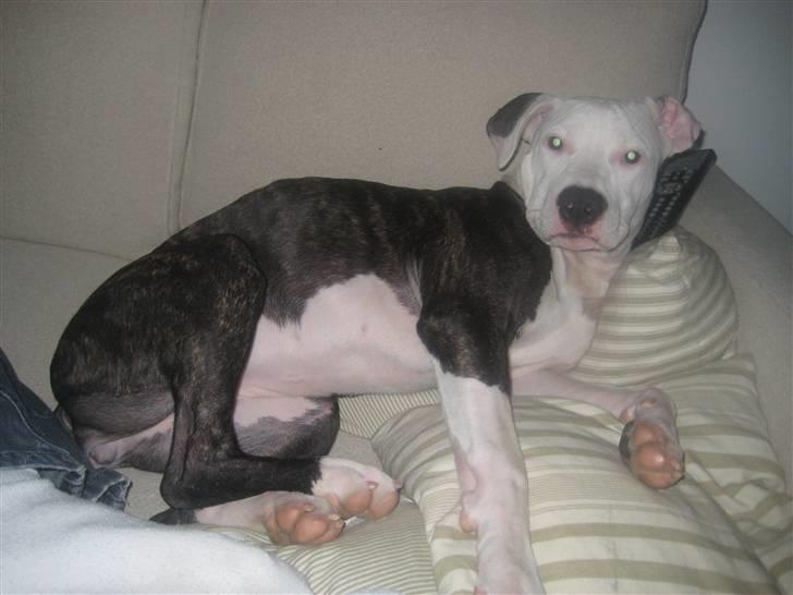 Amerikansk staffordshire terrier Gucci billede 8