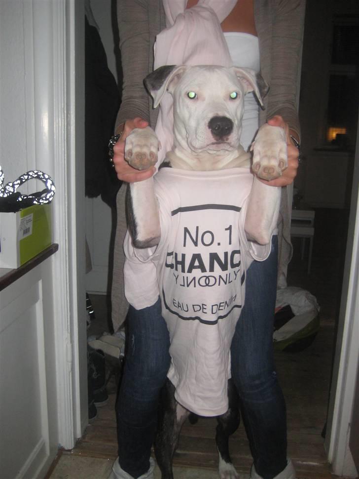 Amerikansk staffordshire terrier Gucci billede 9