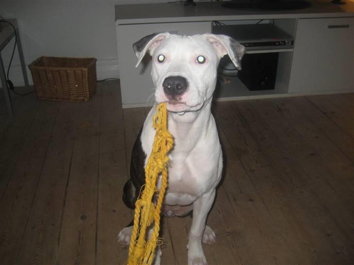 Amerikansk staffordshire terrier Gucci billede 10