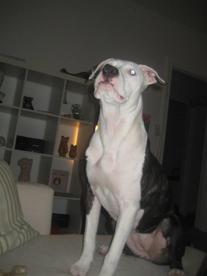 Amerikansk staffordshire terrier Gucci billede 11