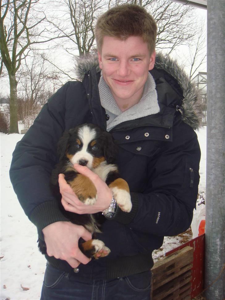 Berner sennenhund Lucas - Min stolte far og jeg. 7 uger gammel. billede 6