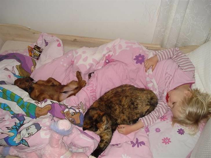 Dværggravhund Victor (Solgt) - Shh.. der soves... Victor, katten Plimmelim og datteren Cecilie billede 8