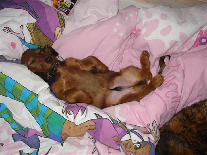 Dværggravhund Victor (Solgt) - Meget Træt! billede 9