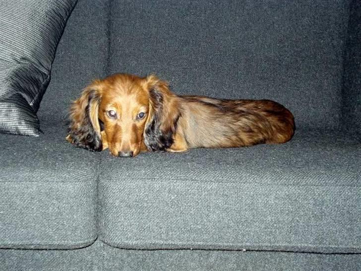 Dværggravhund Victor (Solgt) - Meget sød! billede 10