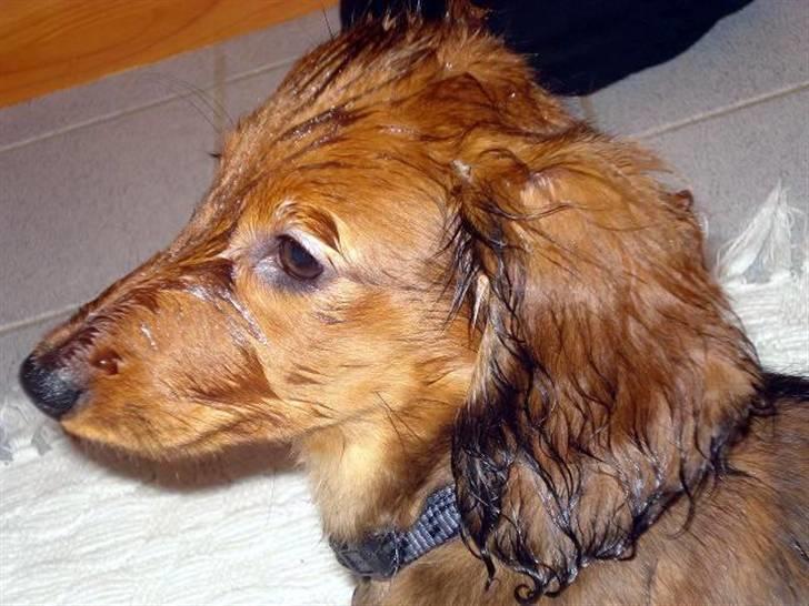 Dværggravhund Victor (Solgt) - Ja så har jeg været med ungerne i bad, ren og lækker er jeg! billede 11