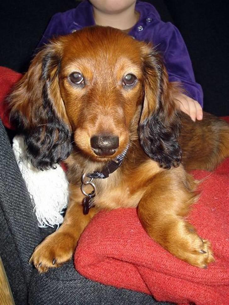 Dværggravhund Victor (Solgt) billede 12