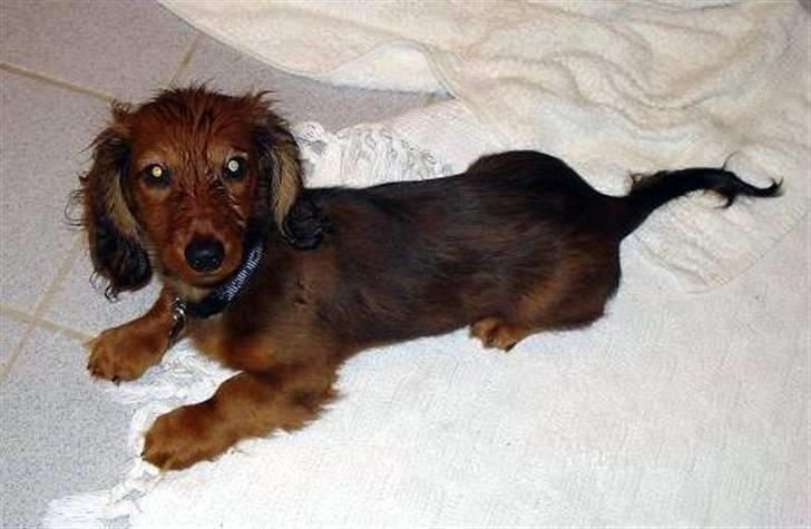 Dværggravhund Victor (Solgt) billede 13