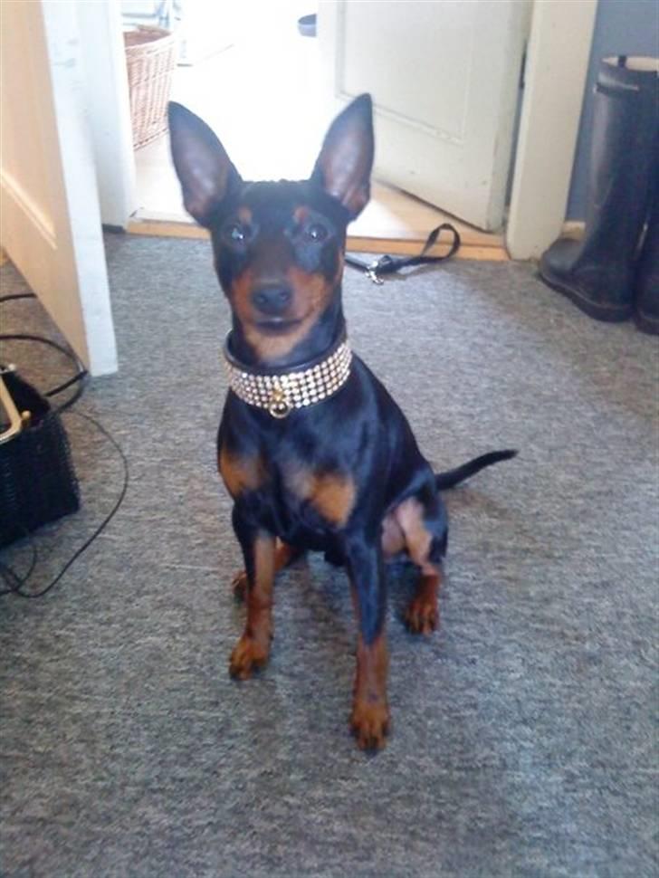 Dvaergpinscher Walther billede 1