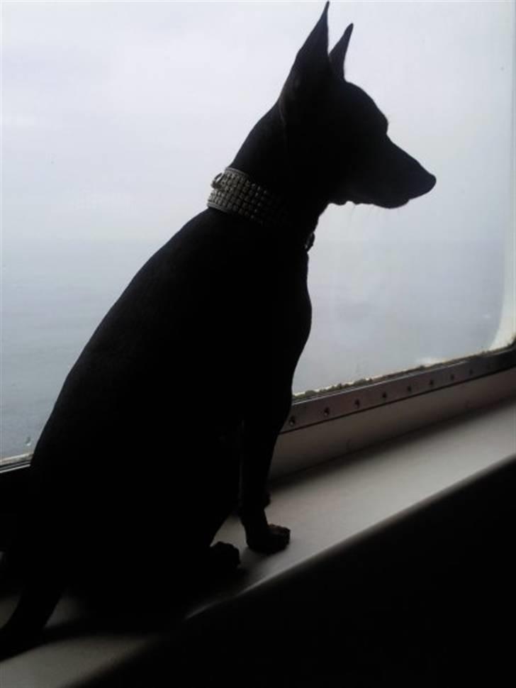 Dvaergpinscher Walther billede 2