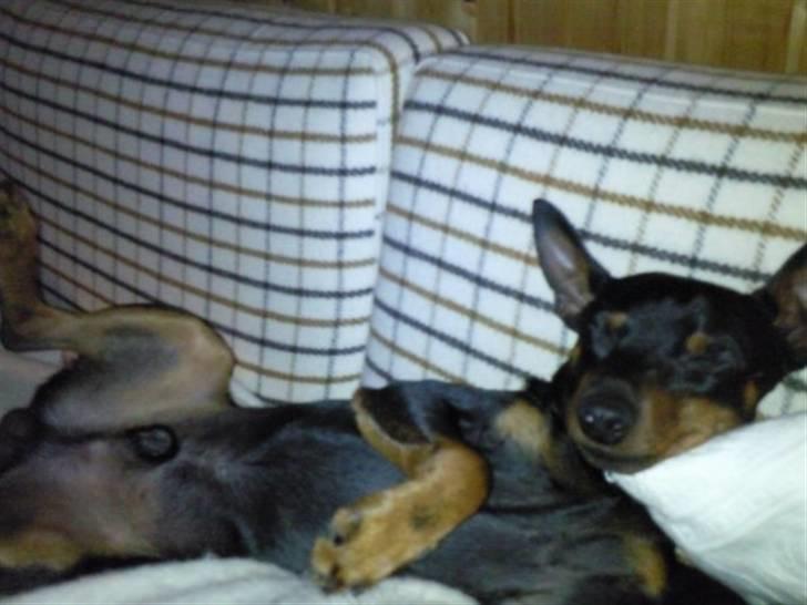 Dvaergpinscher Walther billede 3