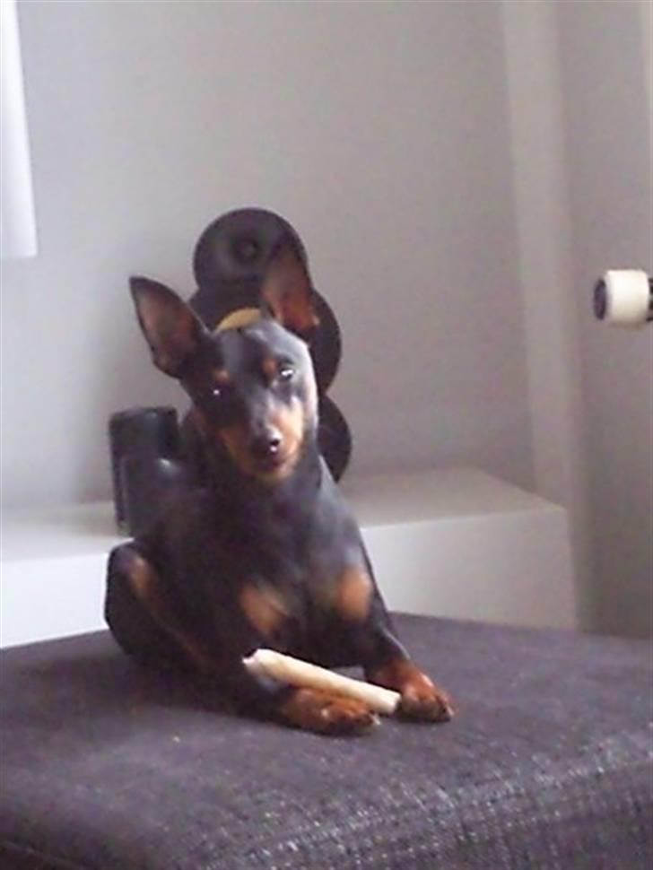 Dvaergpinscher Walther billede 4
