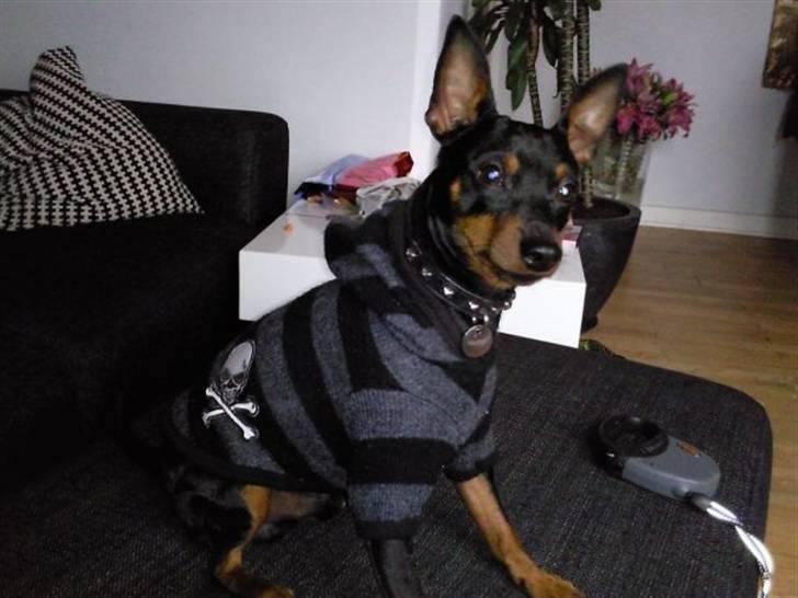 Dvaergpinscher Walther billede 5