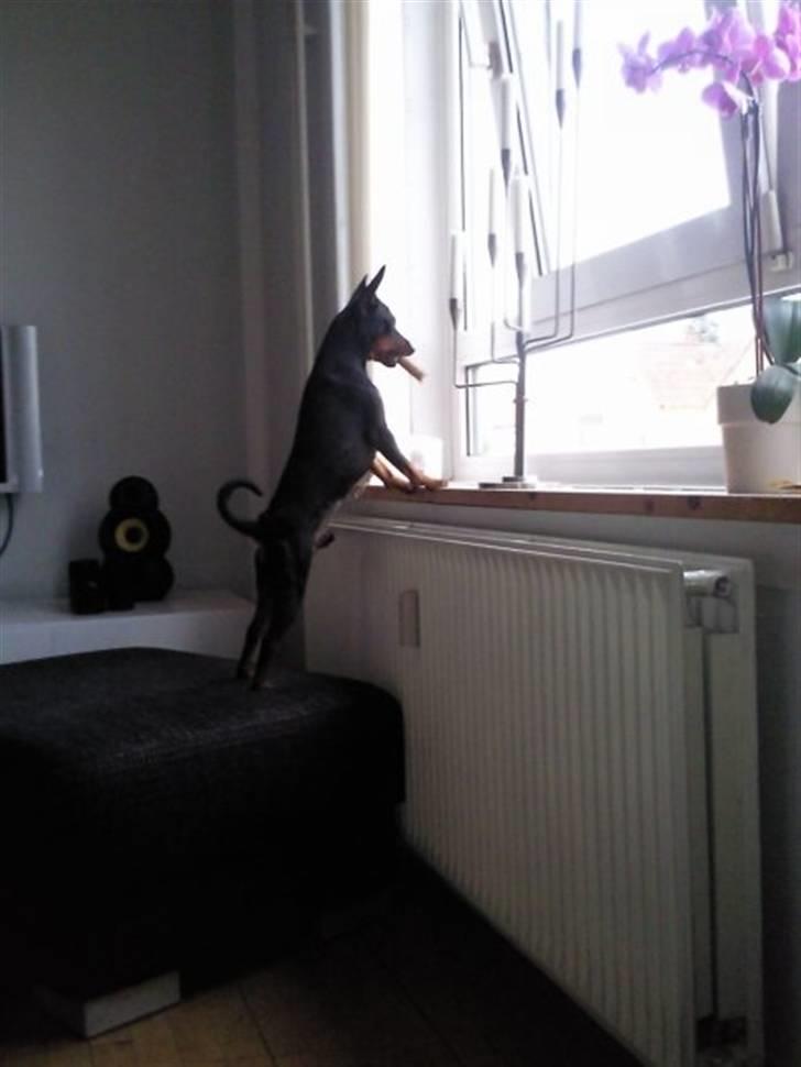 Dvaergpinscher Walther billede 6