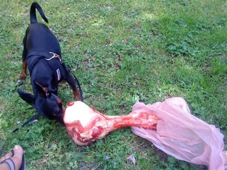 Dvaergpinscher Walther billede 8