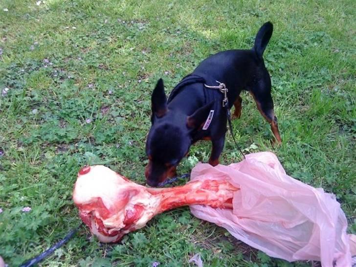 Dvaergpinscher Walther billede 9