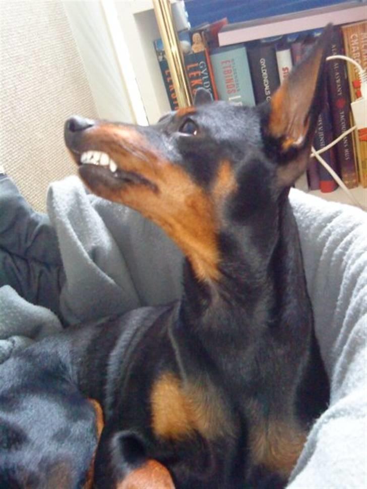 Dvaergpinscher Walther billede 10