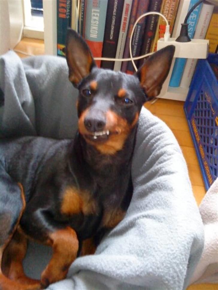 Dvaergpinscher Walther billede 11