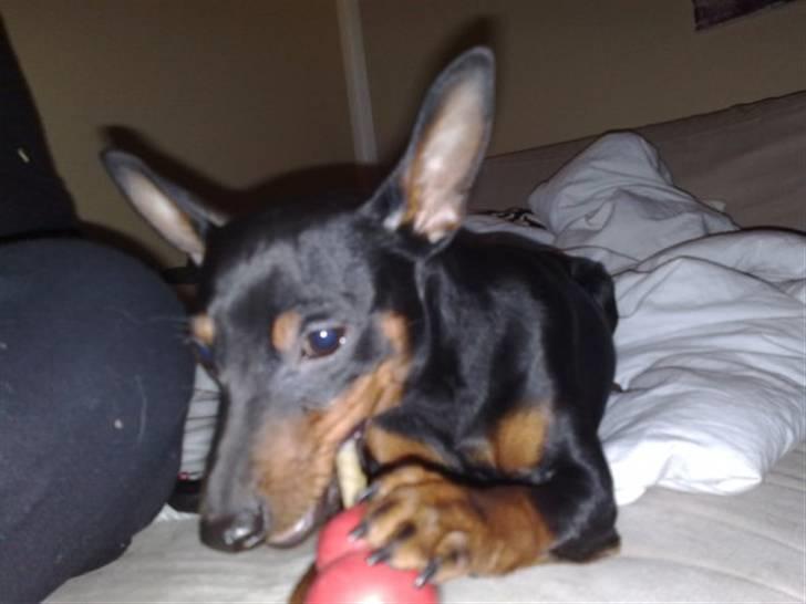 Dvaergpinscher Walther billede 12