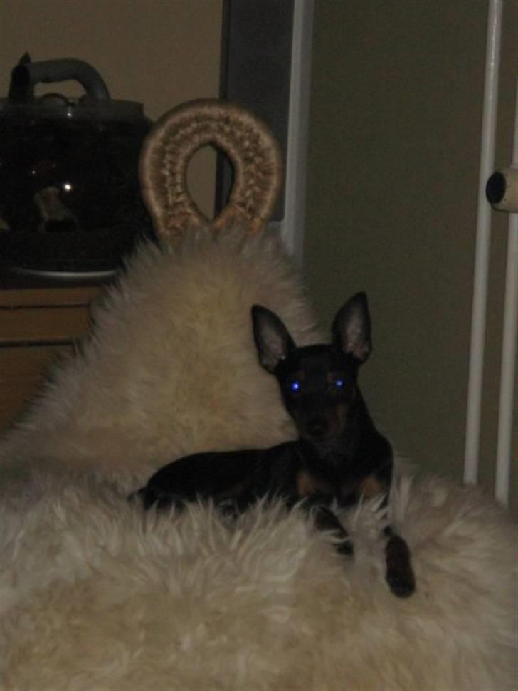 Dvaergpinscher Walther billede 13