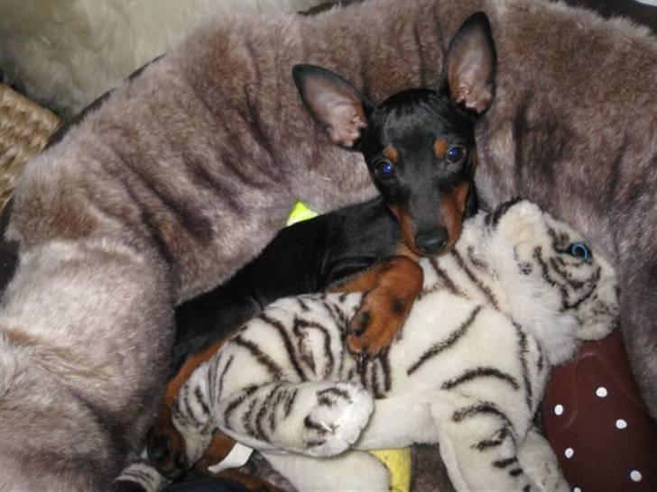 Dvaergpinscher Walther billede 14