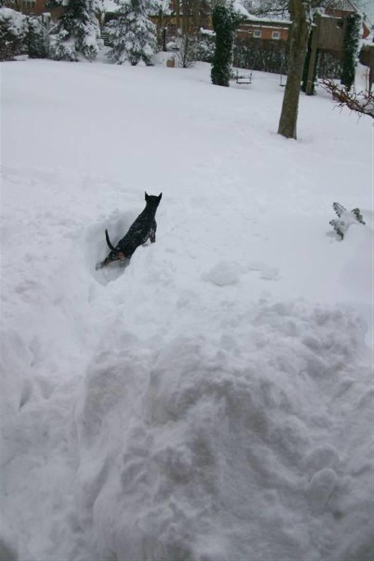 Dvaergpinscher Walther billede 15