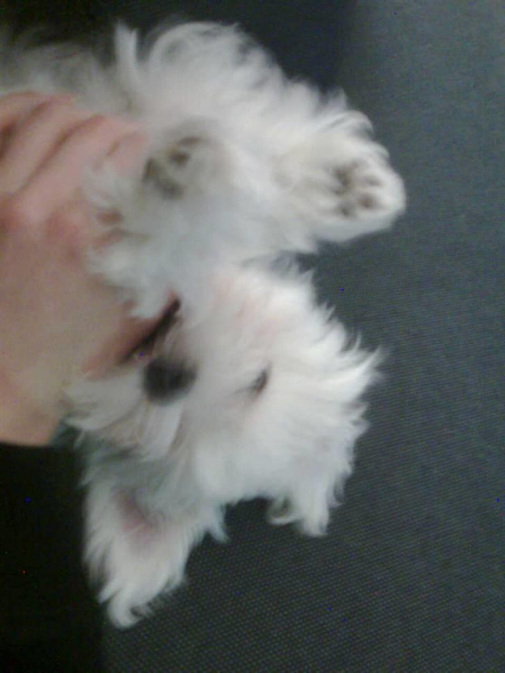 Malteser Lexus billede 4