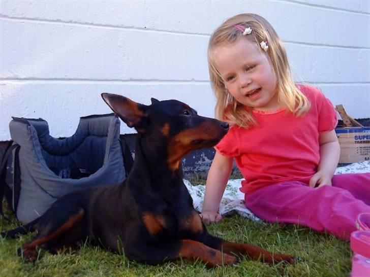 Dvaergpinscher Walther billede 16