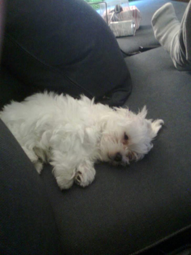 Malteser Lexus billede 5