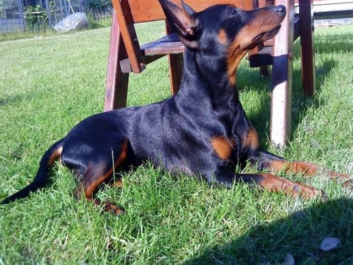 Dvaergpinscher Walther billede 17