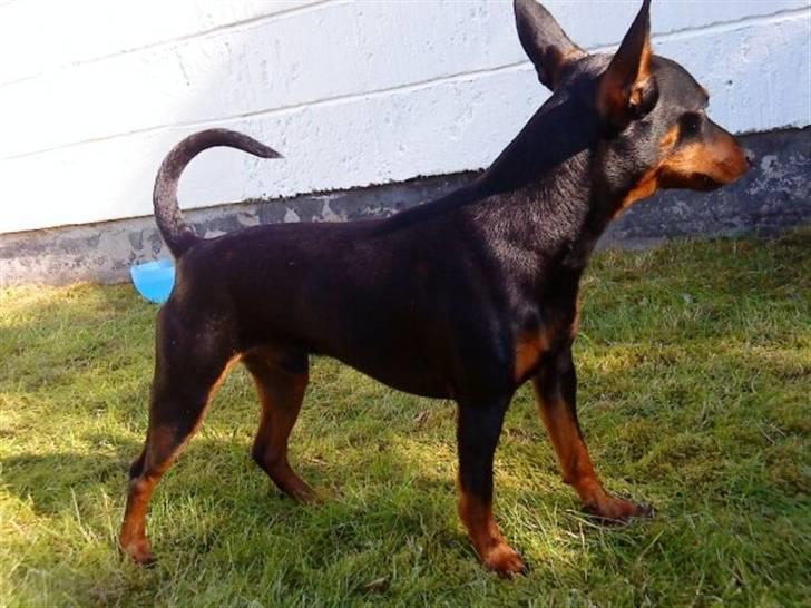 Dvaergpinscher Walther billede 18