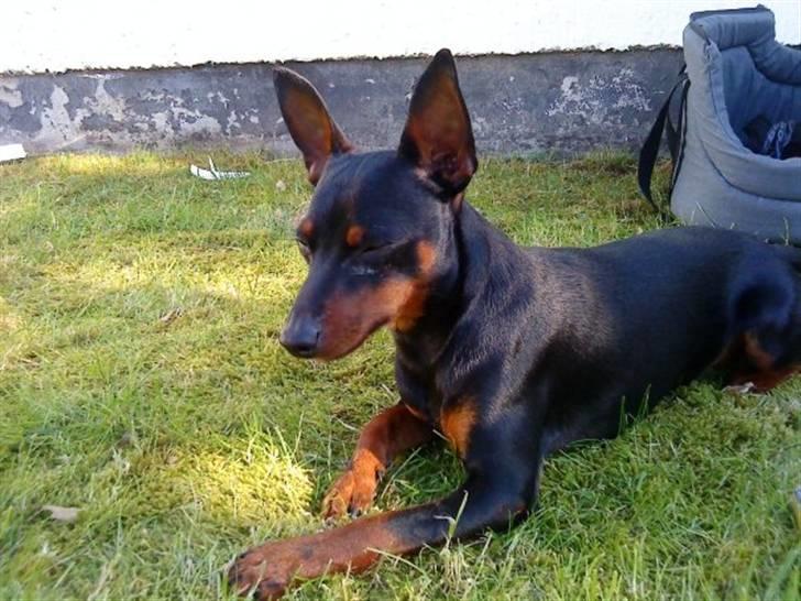Dvaergpinscher Walther billede 19