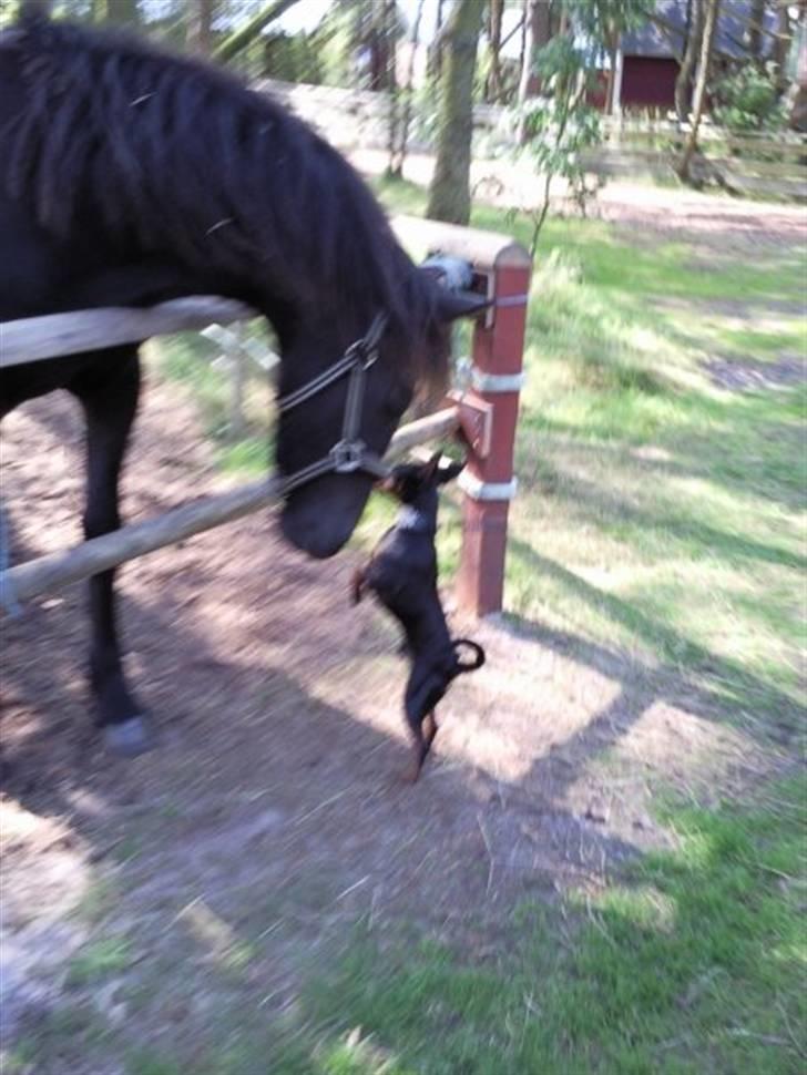 Dvaergpinscher Walther billede 20