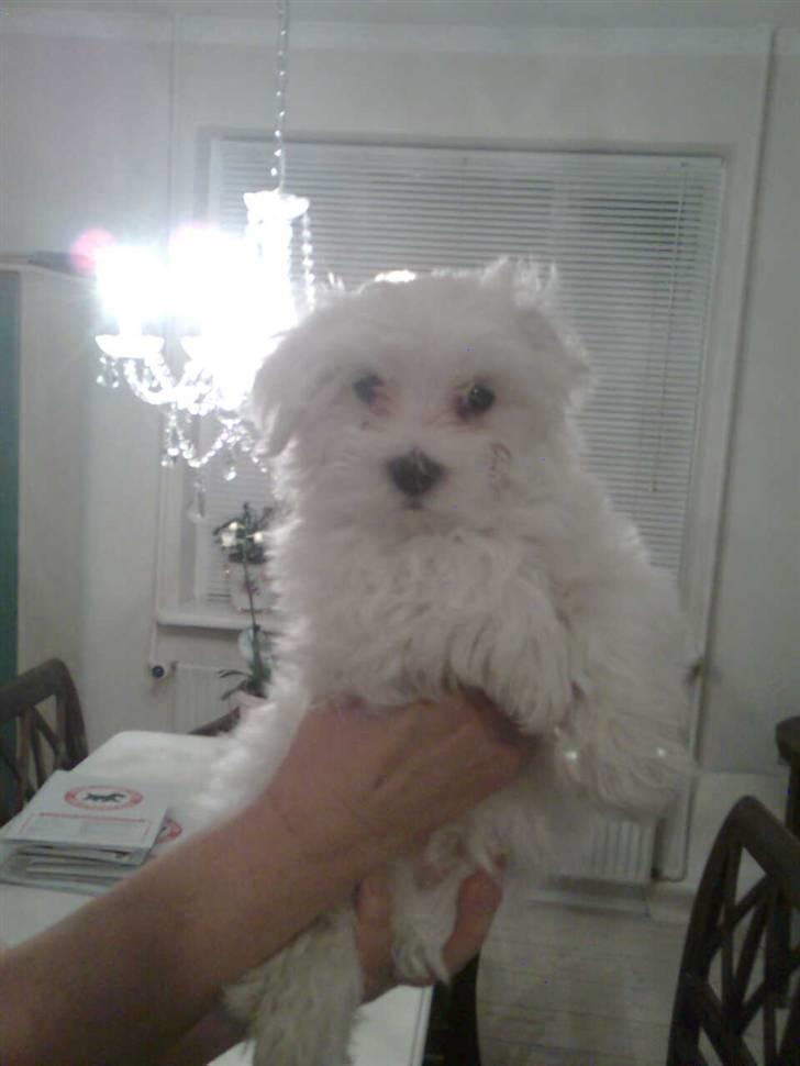 Malteser Lexus billede 8