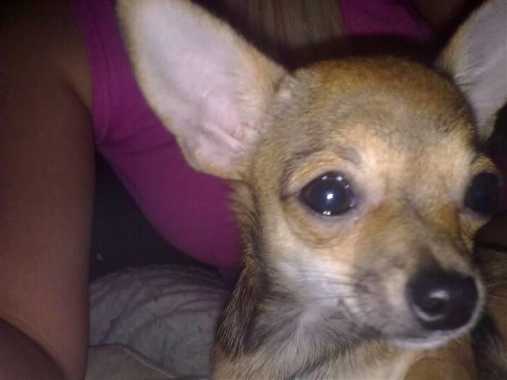 Chihuahua Emma billede 11