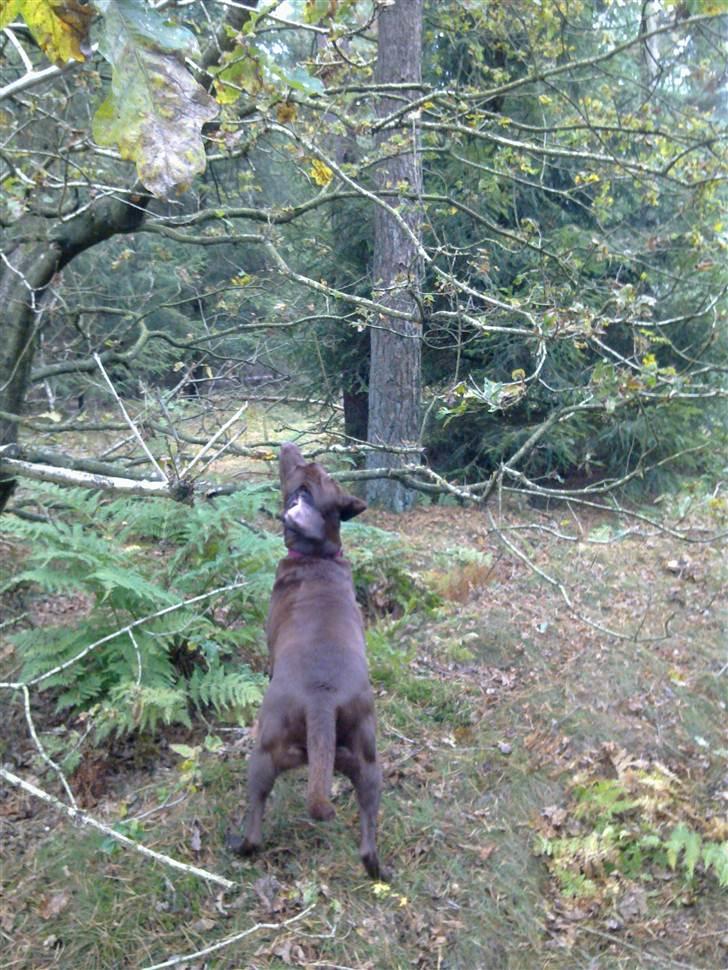 Blanding af racer Cocio (Coccomanden). - Hvad er der mon i træet? billede 20