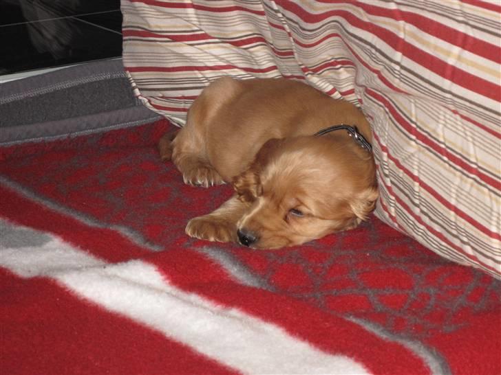 Cocker spaniel Pax billede 11