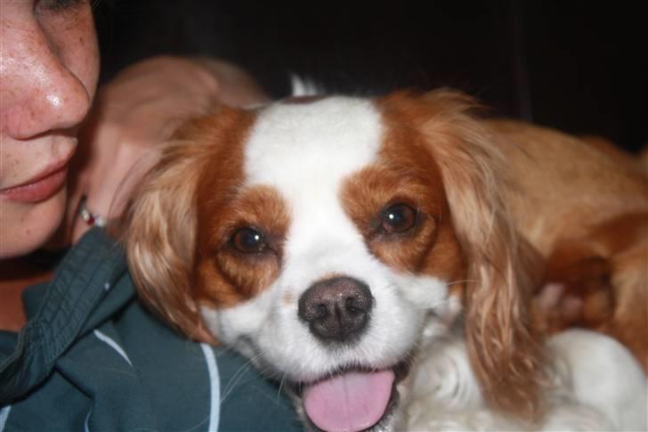 Cavalier king charles spaniel sandra billede 18