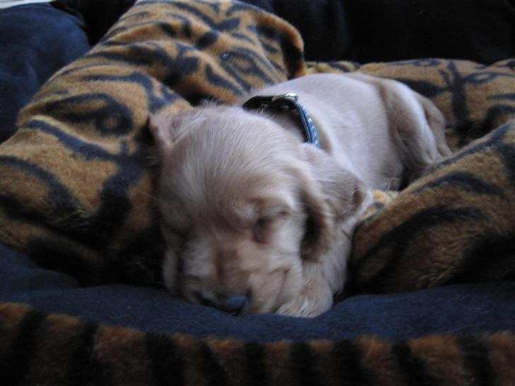 Cocker spaniel Pax billede 12