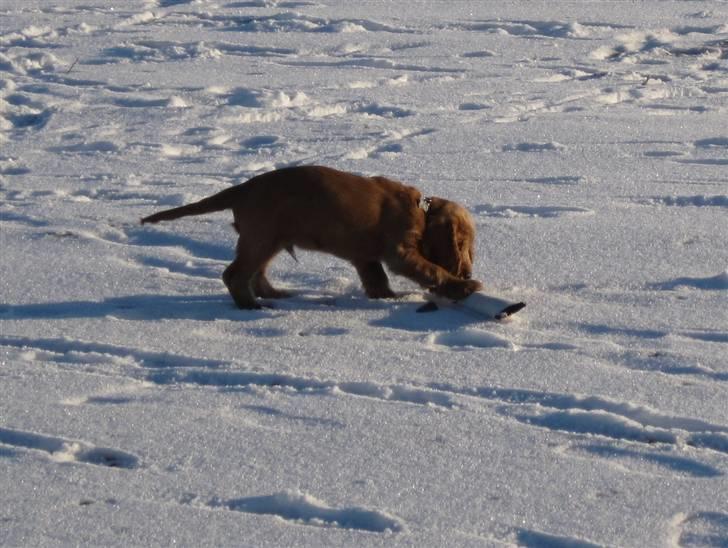 Cocker spaniel Pax billede 13